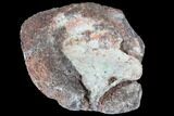 Polished Dinosaur Bone (Gembone) Section - Colorado #86834-2